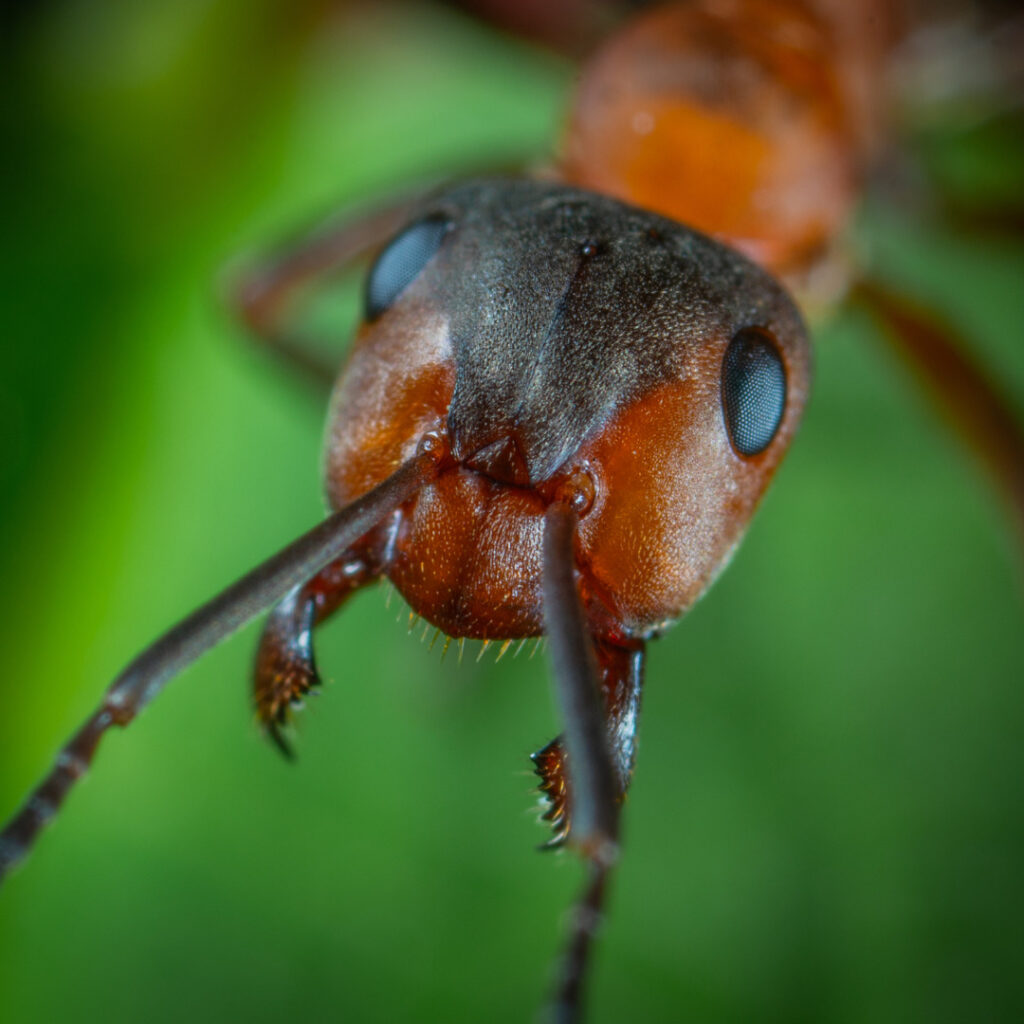 Close up of an ant's face