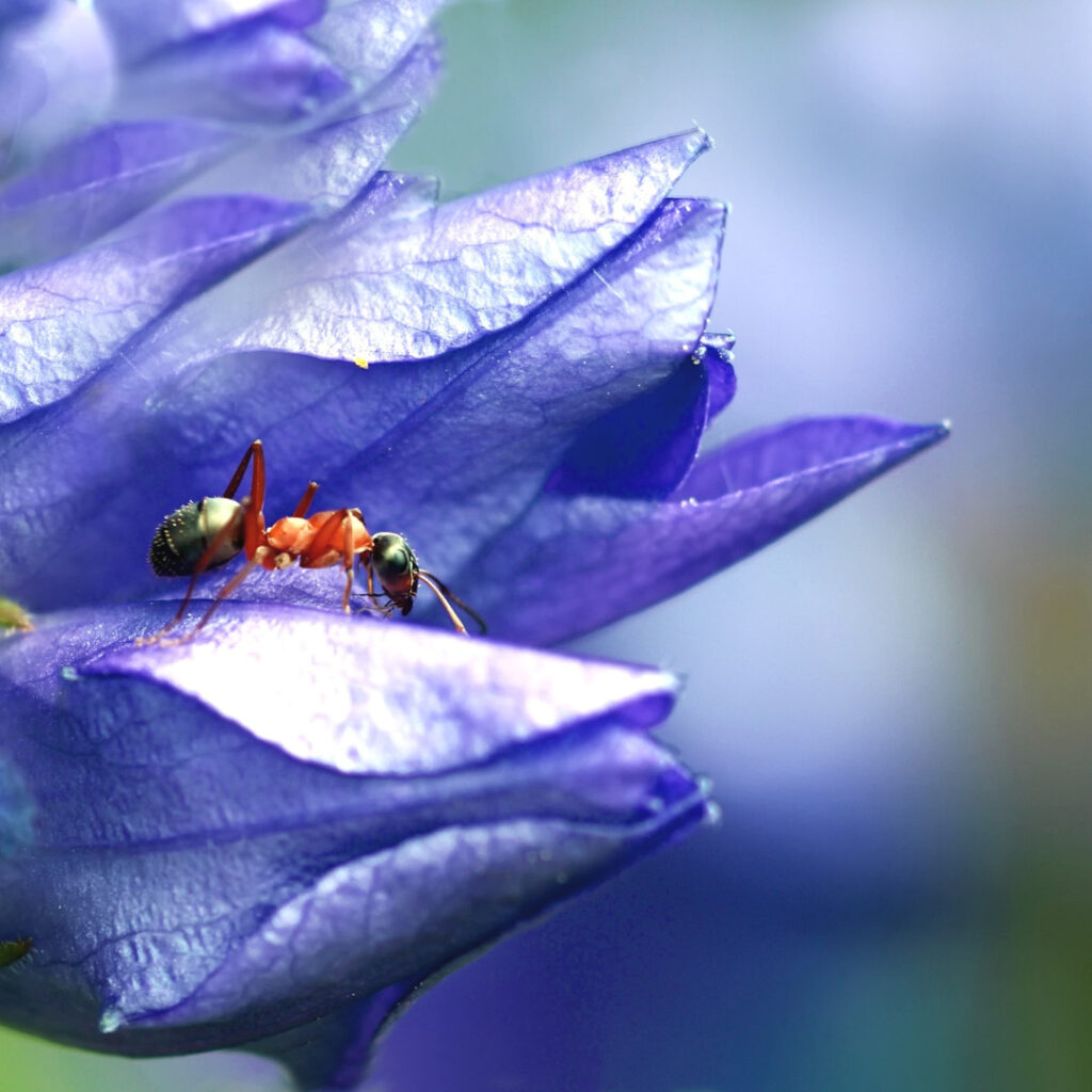 Close up of an ant on a flower